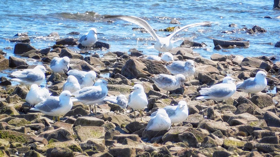 Windy seagulls