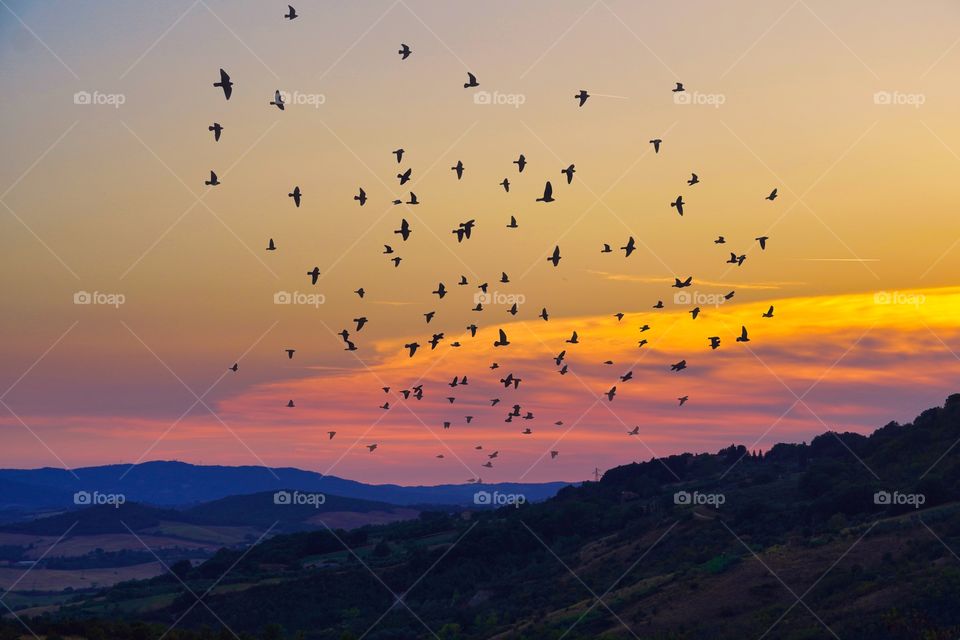 Birds are flying over the landscape 