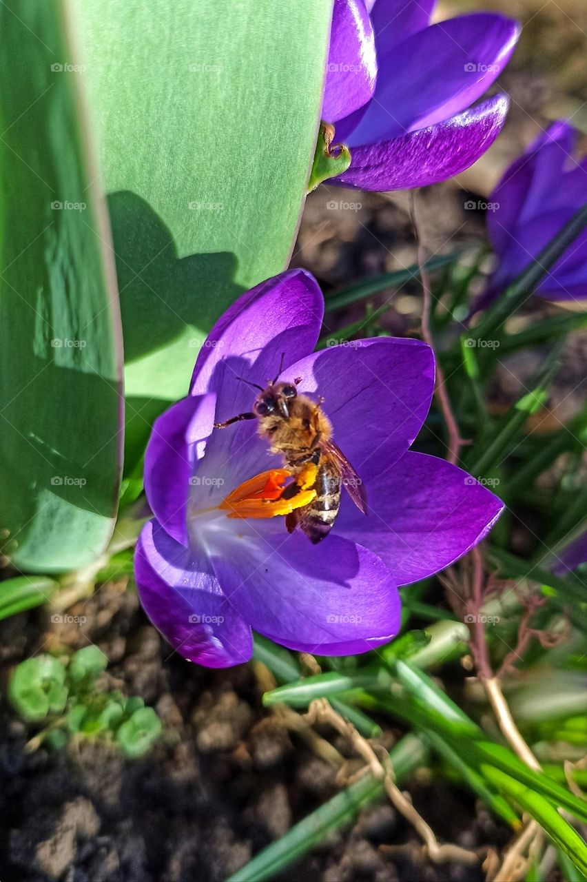 Bee
