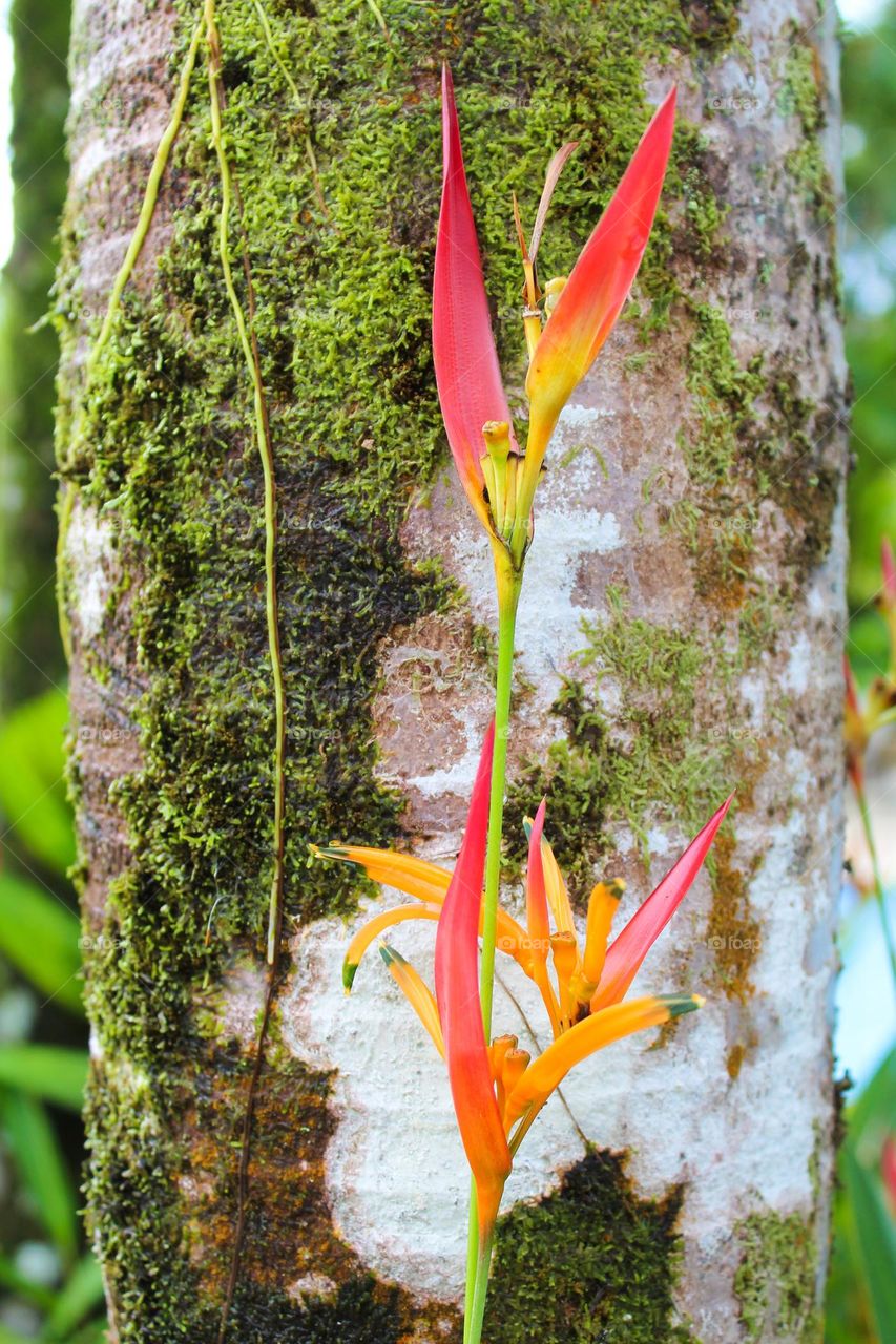 Heliconia psittacorum or bird of paradise,  beautiful orange yellow flower in Costa Rica