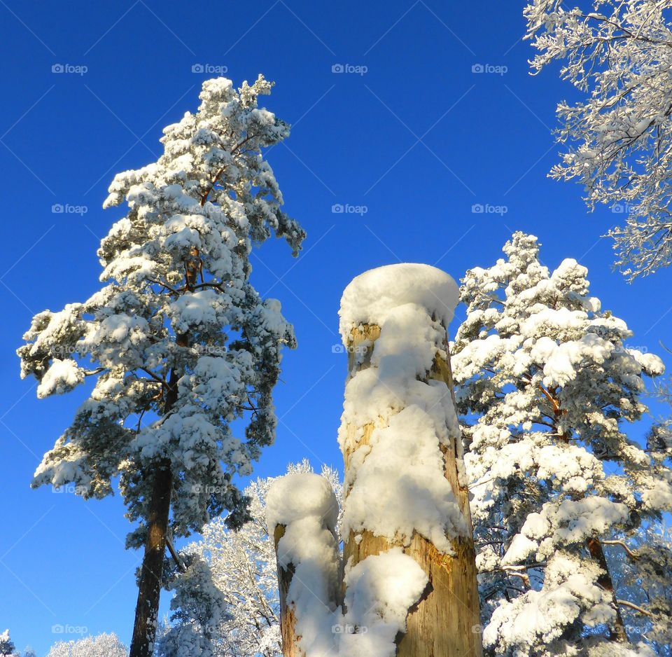 Snowcovered trees and blue sky