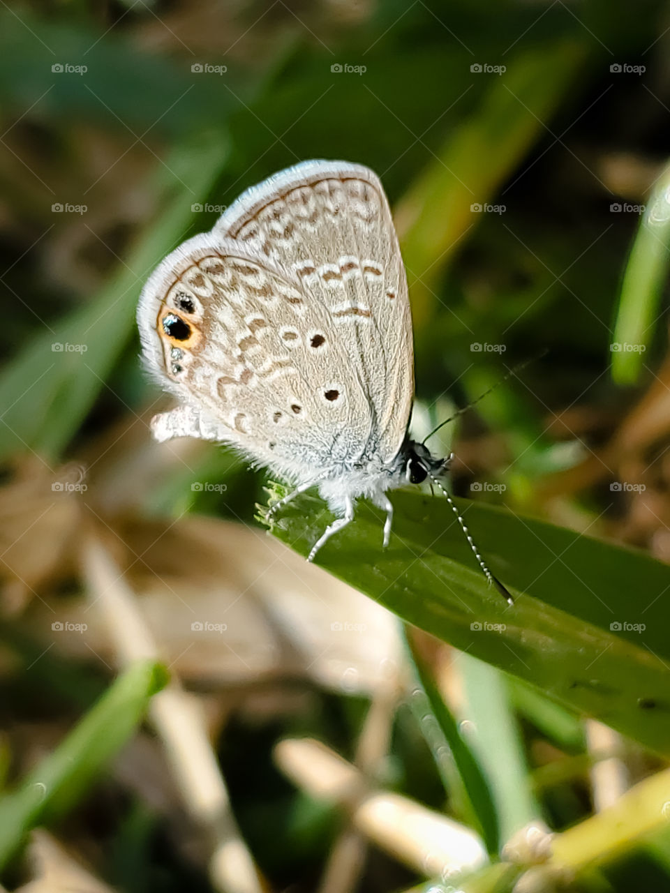 Ceraunus Blue (Hemiargus ceraunus)