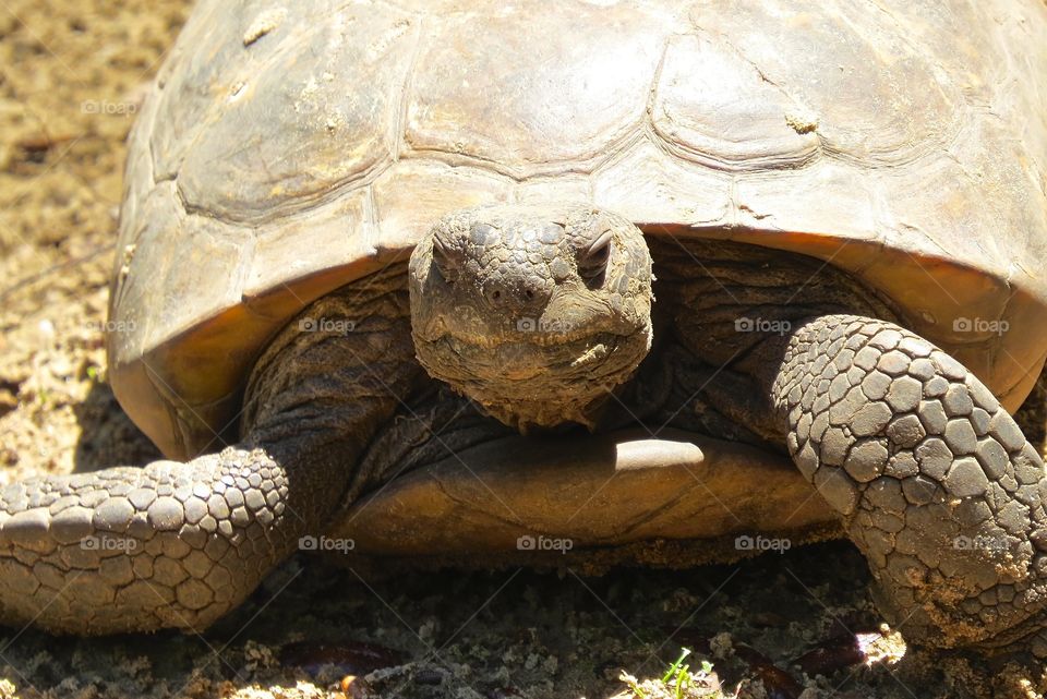 Smiling desert tortoise 