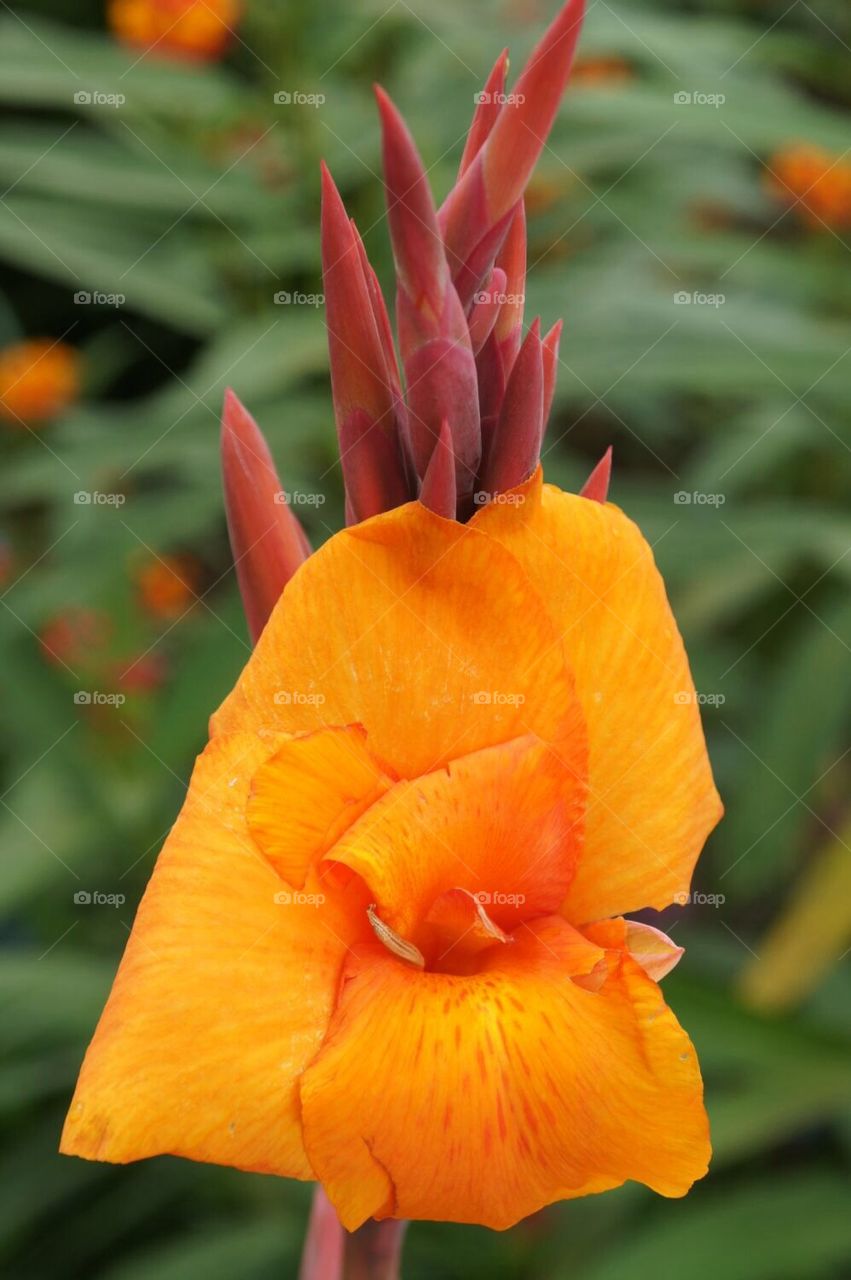 Orange exotic flower
