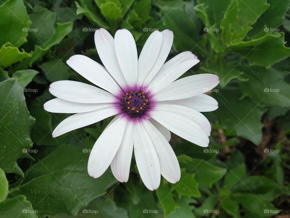 pretty white wildflower