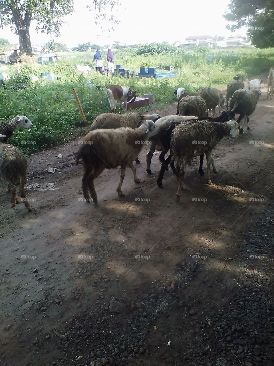 A herd of sheep walked hand in hand towards the meadow in the park