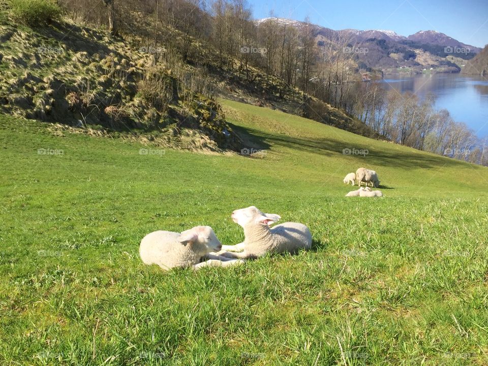 Lambs relaxing