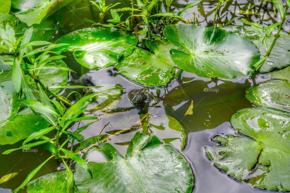 Turtle head and lily pads in a pond and reflection 