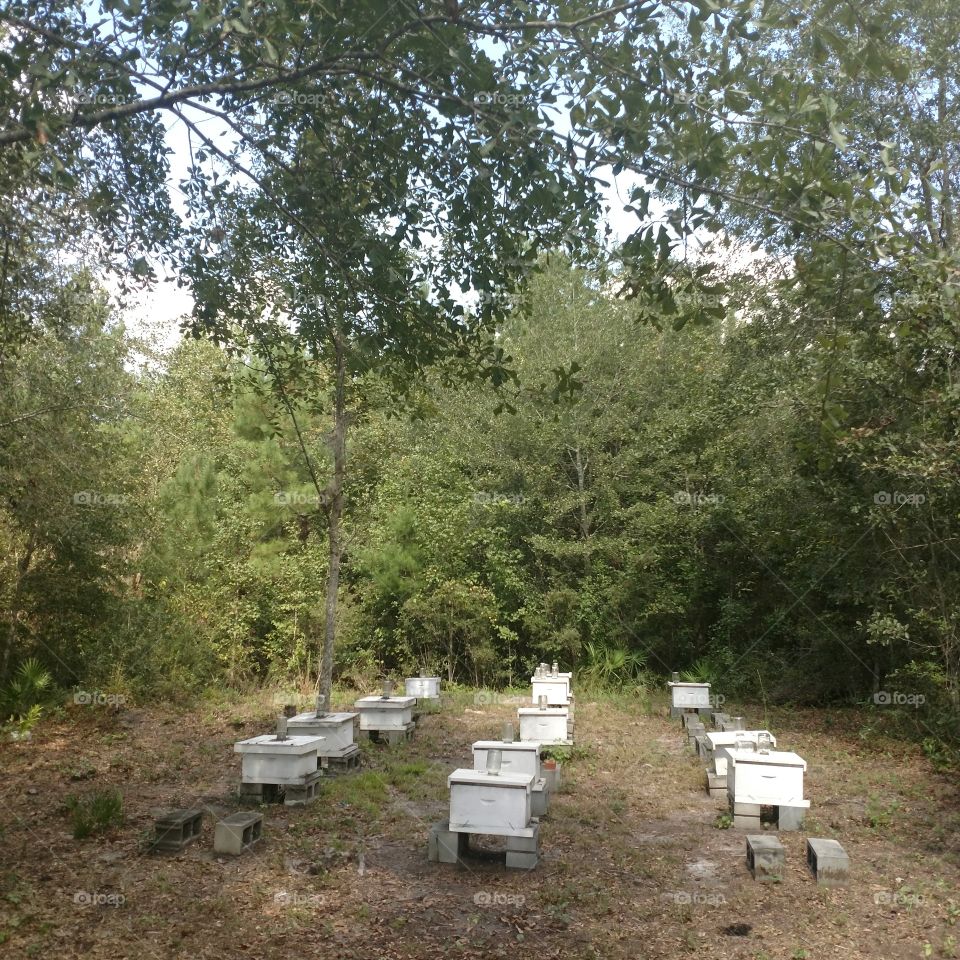 raw river honey, bees, hives