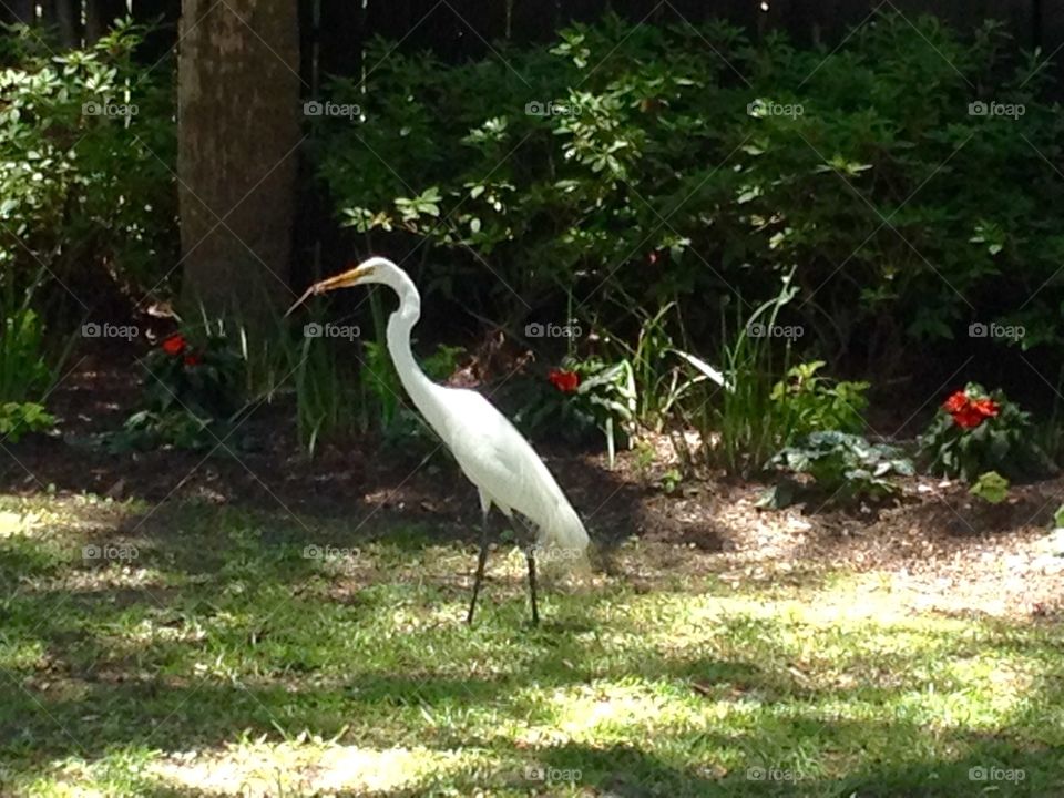 Great Egret 