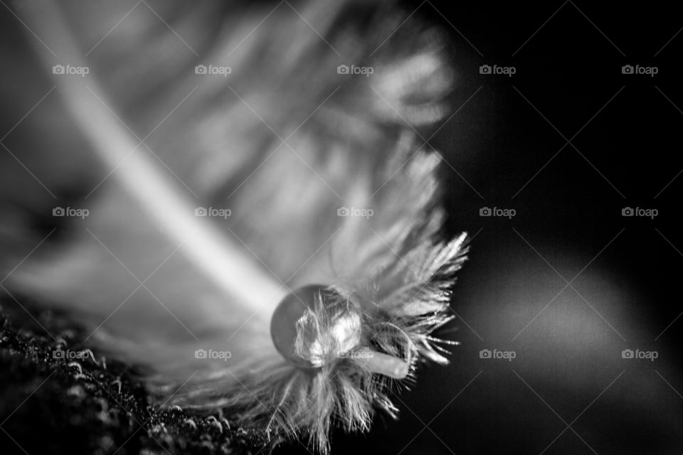 black and white water droplet on feather