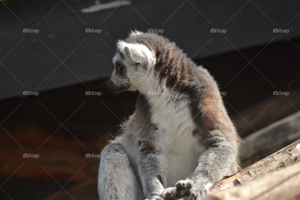 ring-tailed lemur