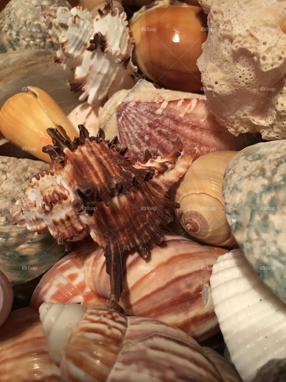 Seashells