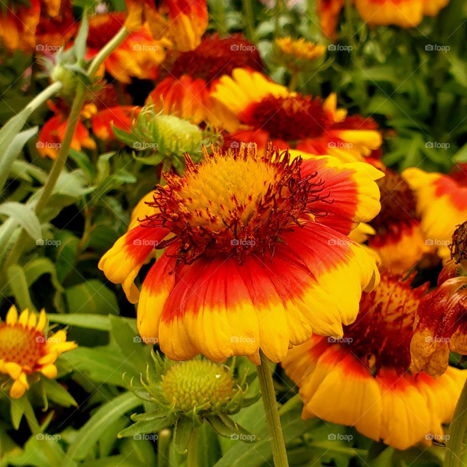 Beautiful Flowers in the Garden