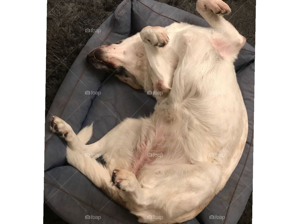 My lazy dog trying to find the best position to take a nap.