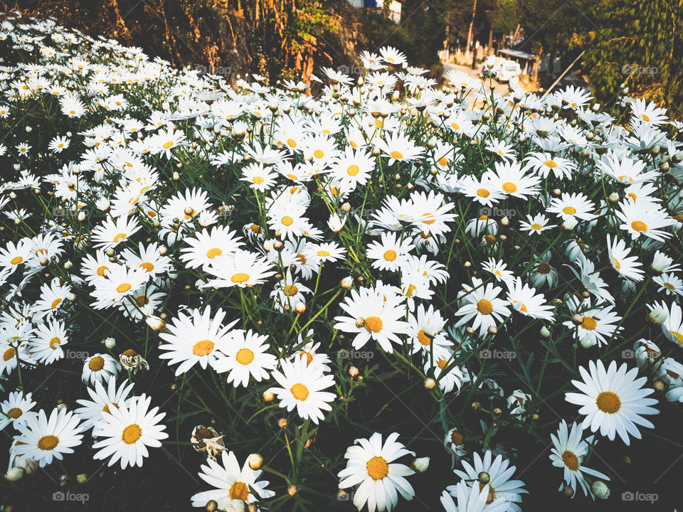 Spring time in full bloom