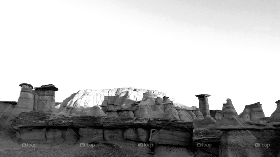 bisti petrified log