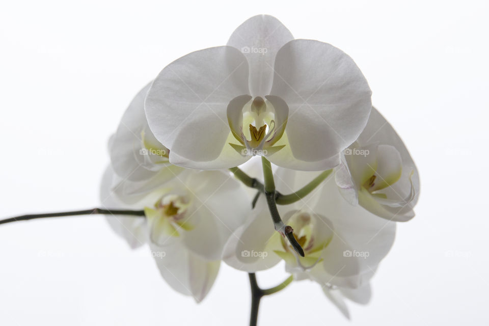 Studio shot of a white flower
