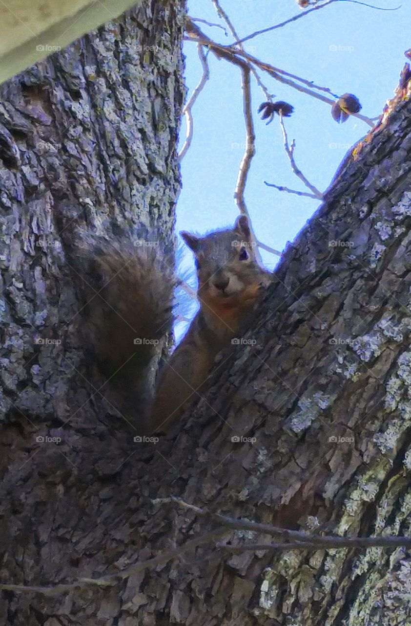 peekaboo squirrel