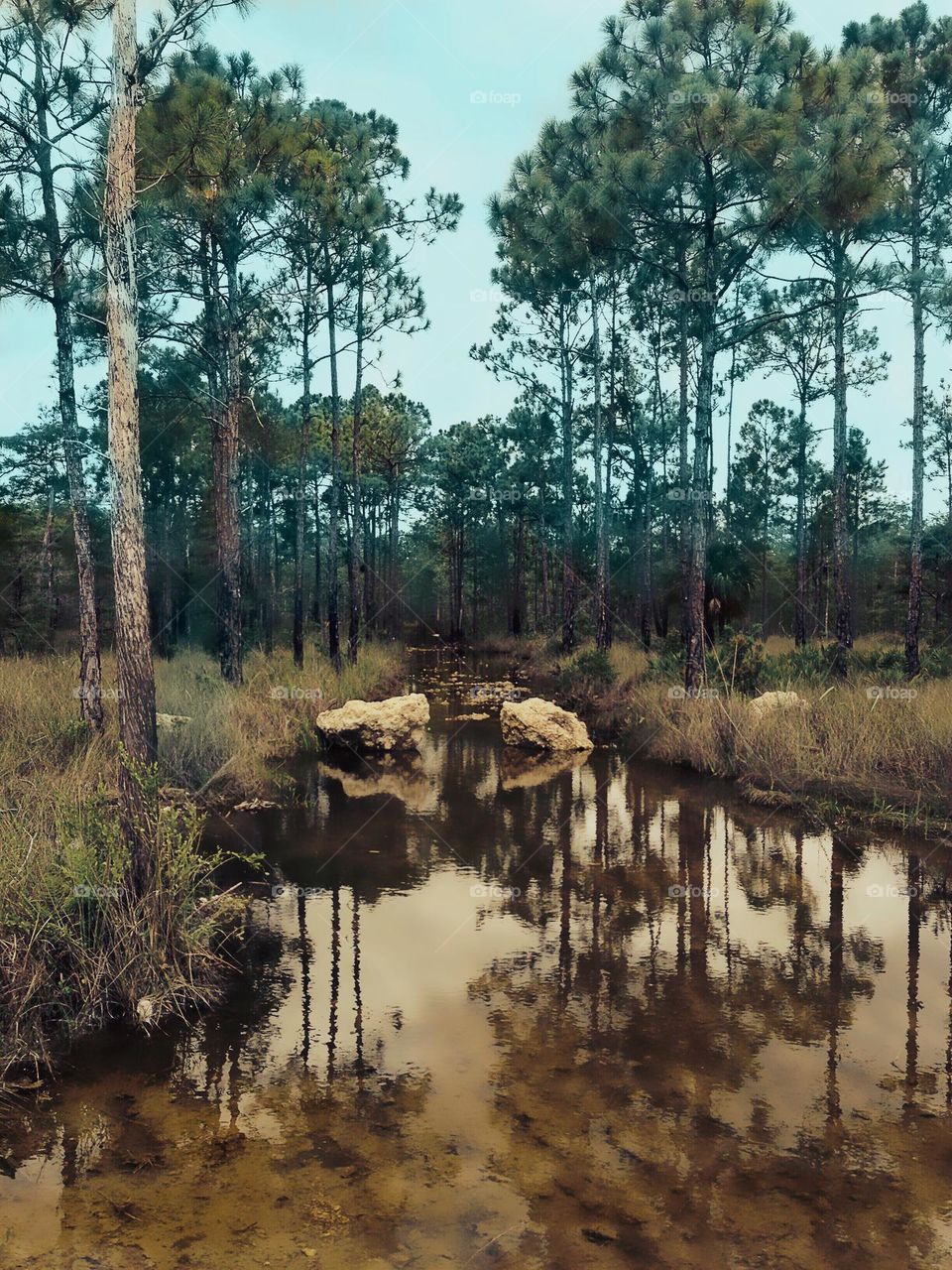 Beautiful creek running through a pine forest.