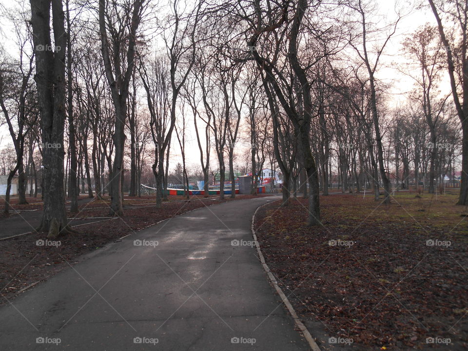 Road, Tree, Landscape, Guidance, Wood