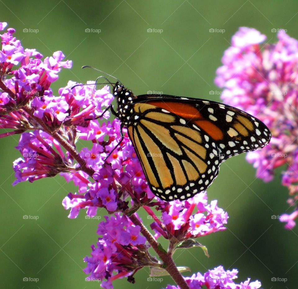 Monarch butterfly Riverside, Ca