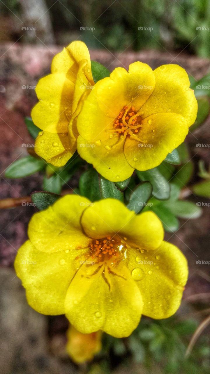 Dubai yellow rose flower