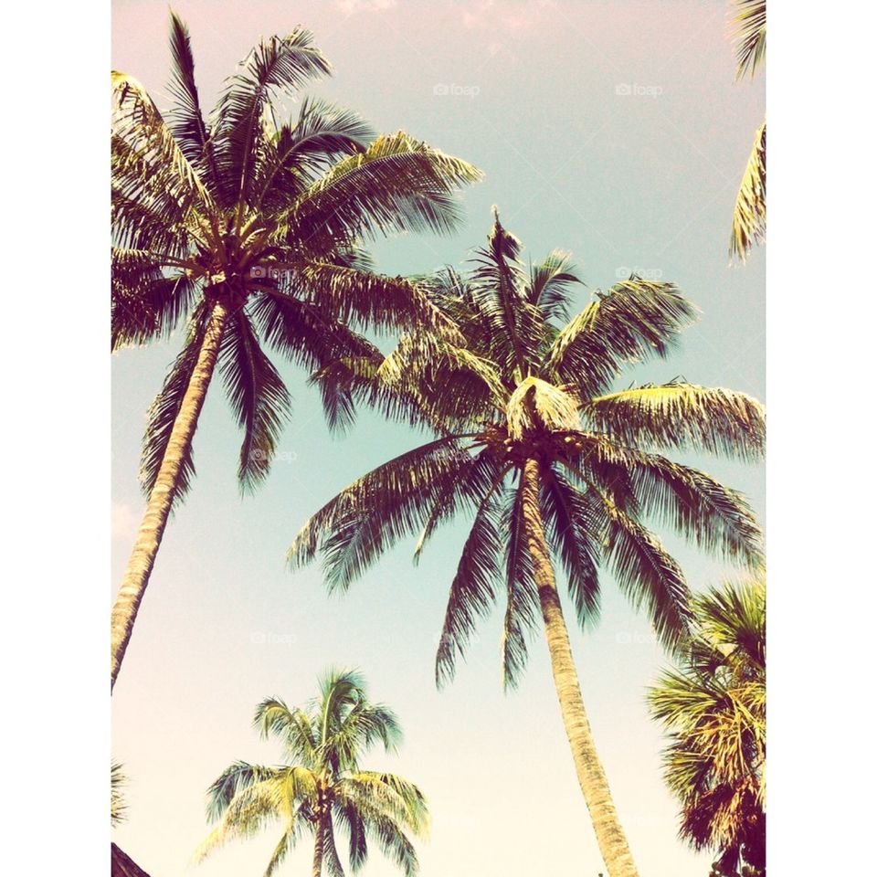 Palms