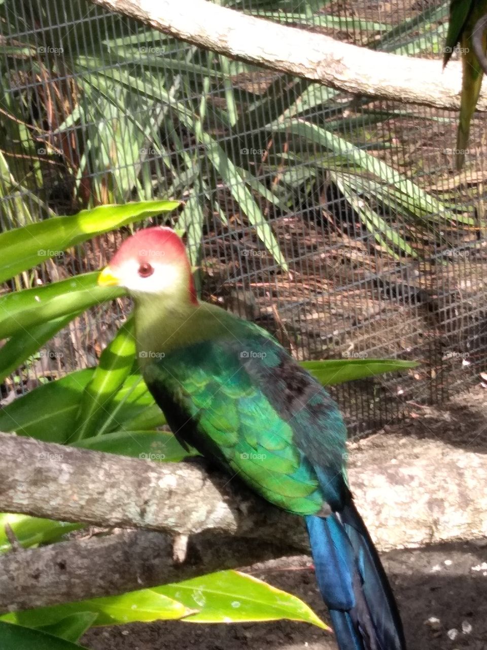 Beautiful Bird So Colorful