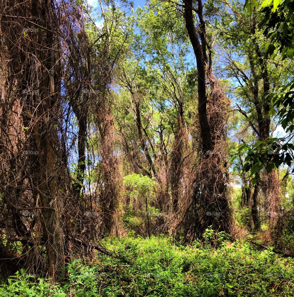 Forest vines overgrown 