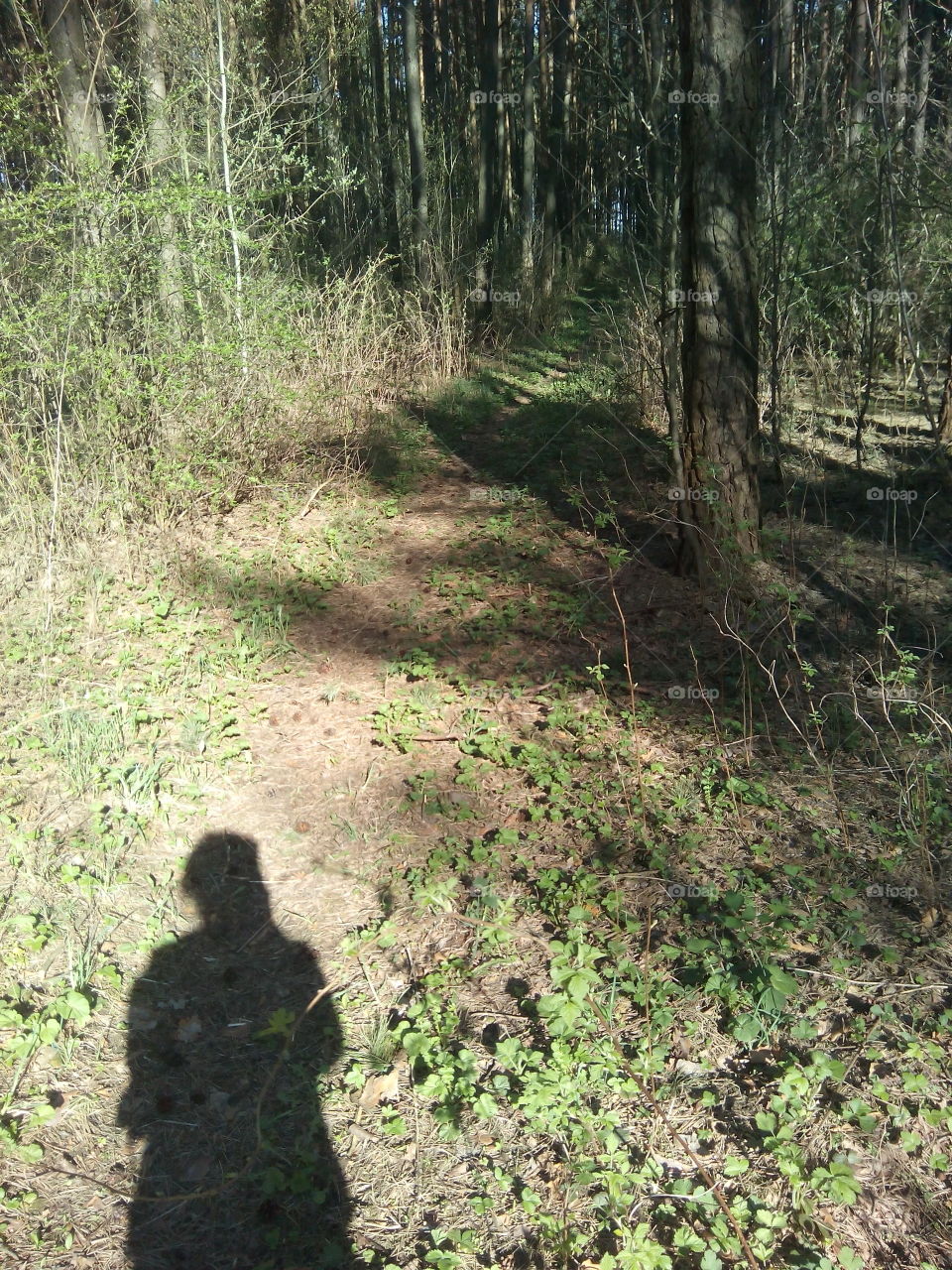 Wood, Landscape, Tree, Nature, No Person