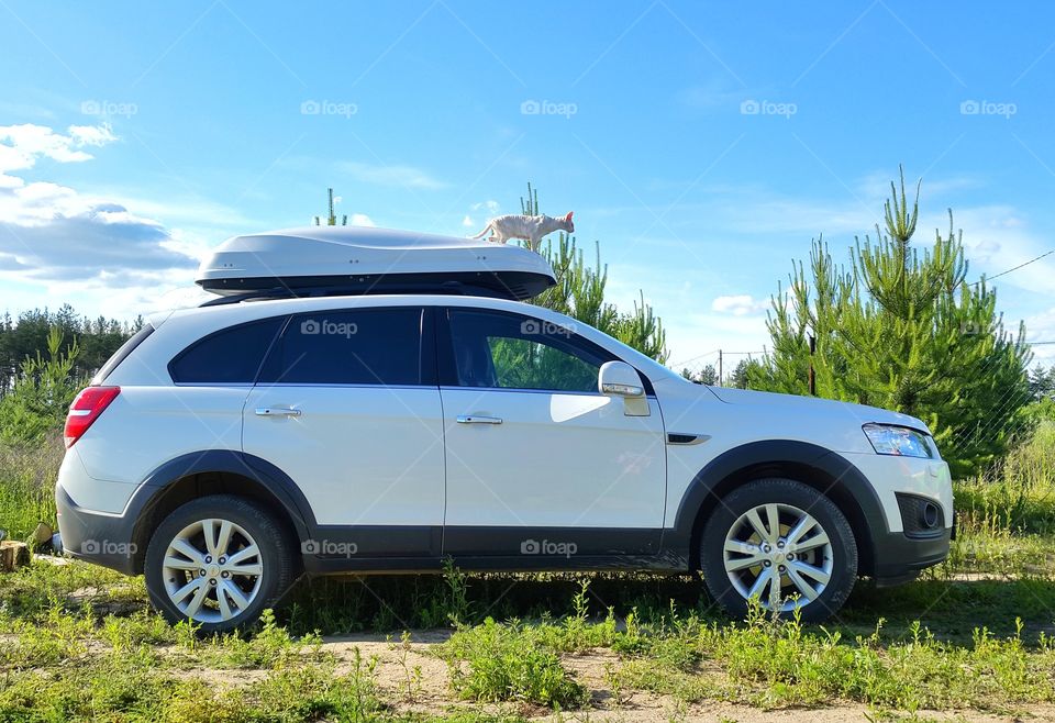 find a cat . найди кота. кот на машине