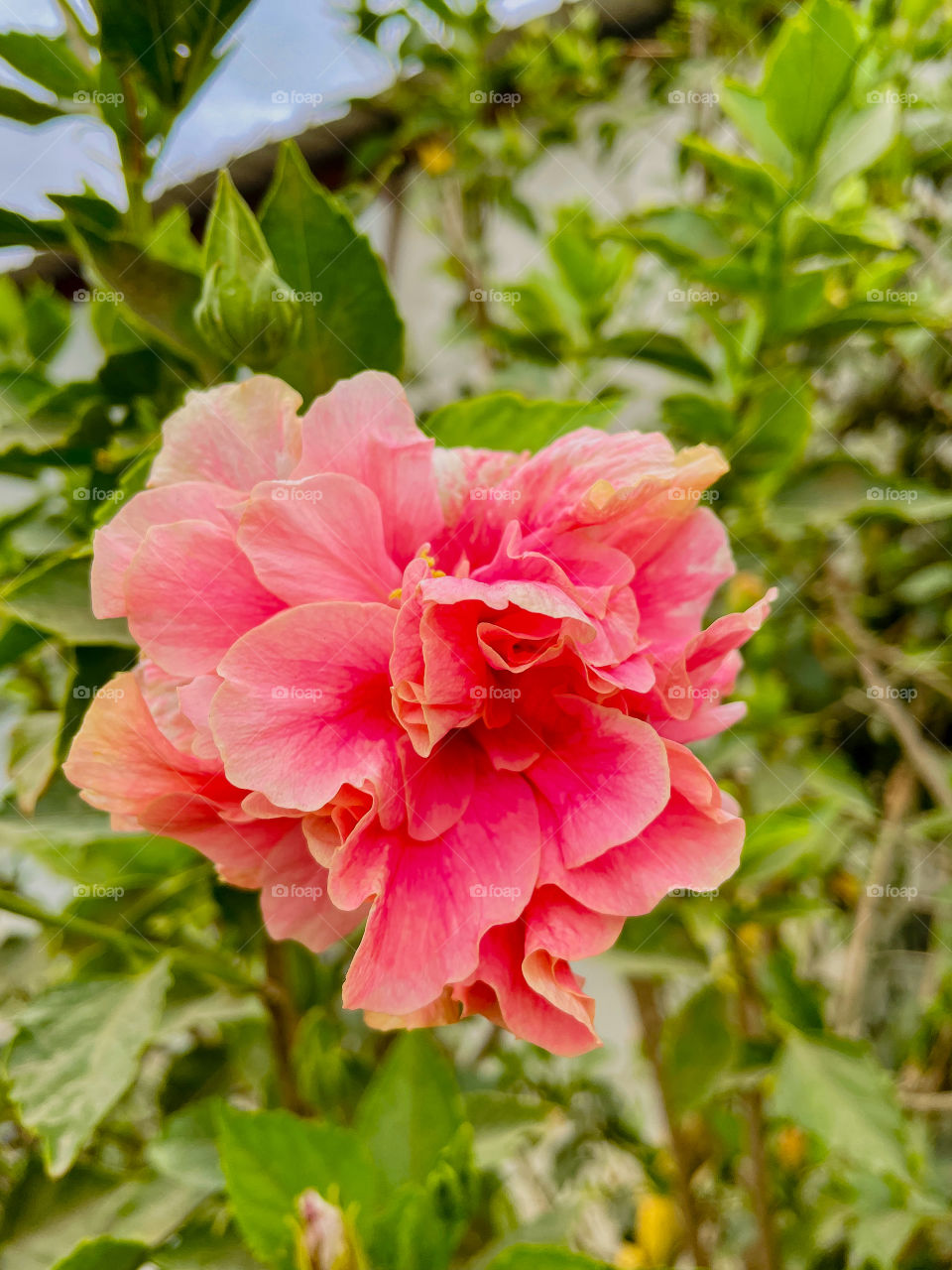 Portraits of plants 