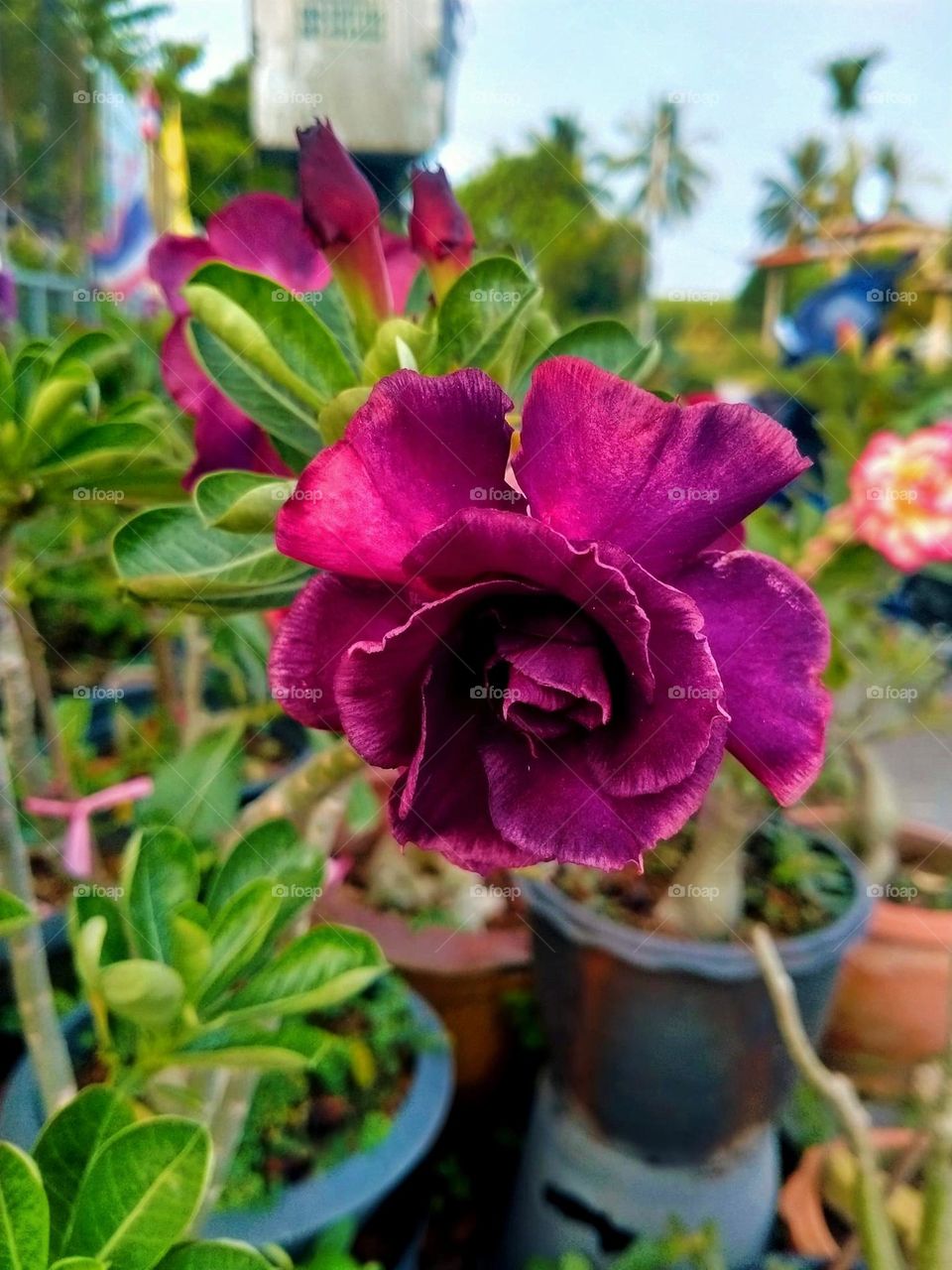 beautiful natural flowers