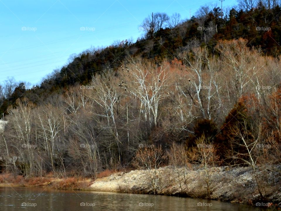 Bald Eagle roost, Bagnel Dam, Lake of the Ozarks