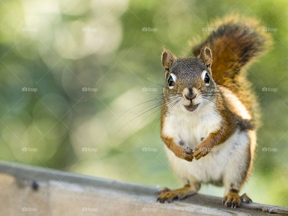белка, грызун, животное, взгляд