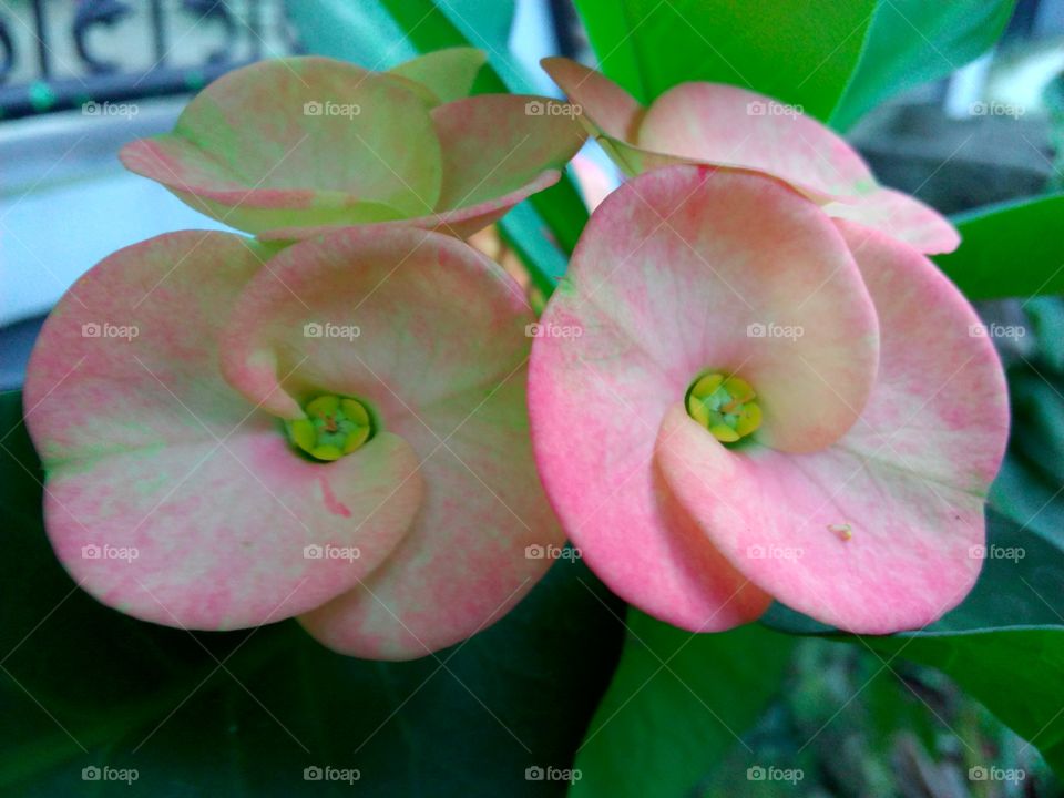 eporbhia flower