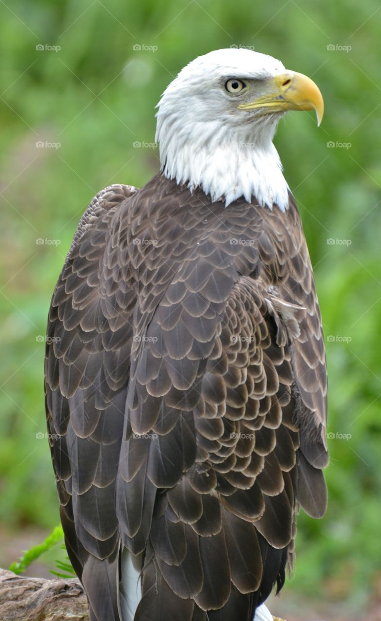 Bald Eagle 