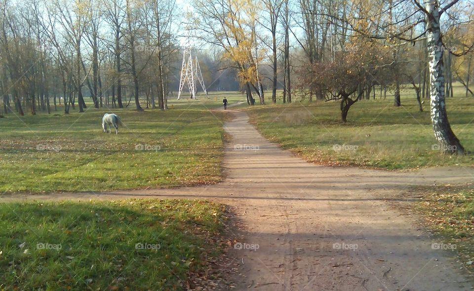 Landscape, Road, Tree, No Person, Fall