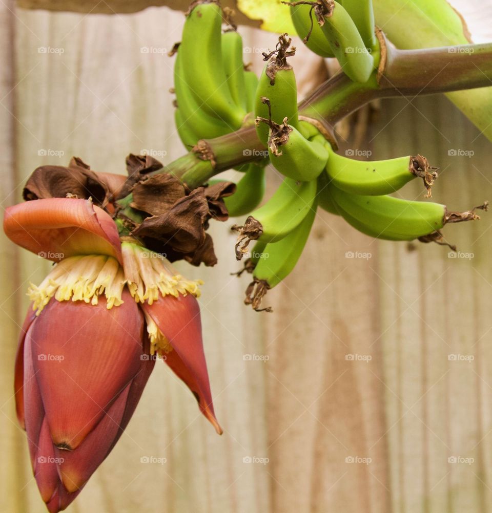 Ice Cream Banana Tree Bloom & Fruit