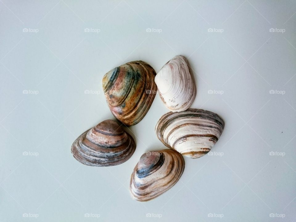 Studio shot of mussels shells
