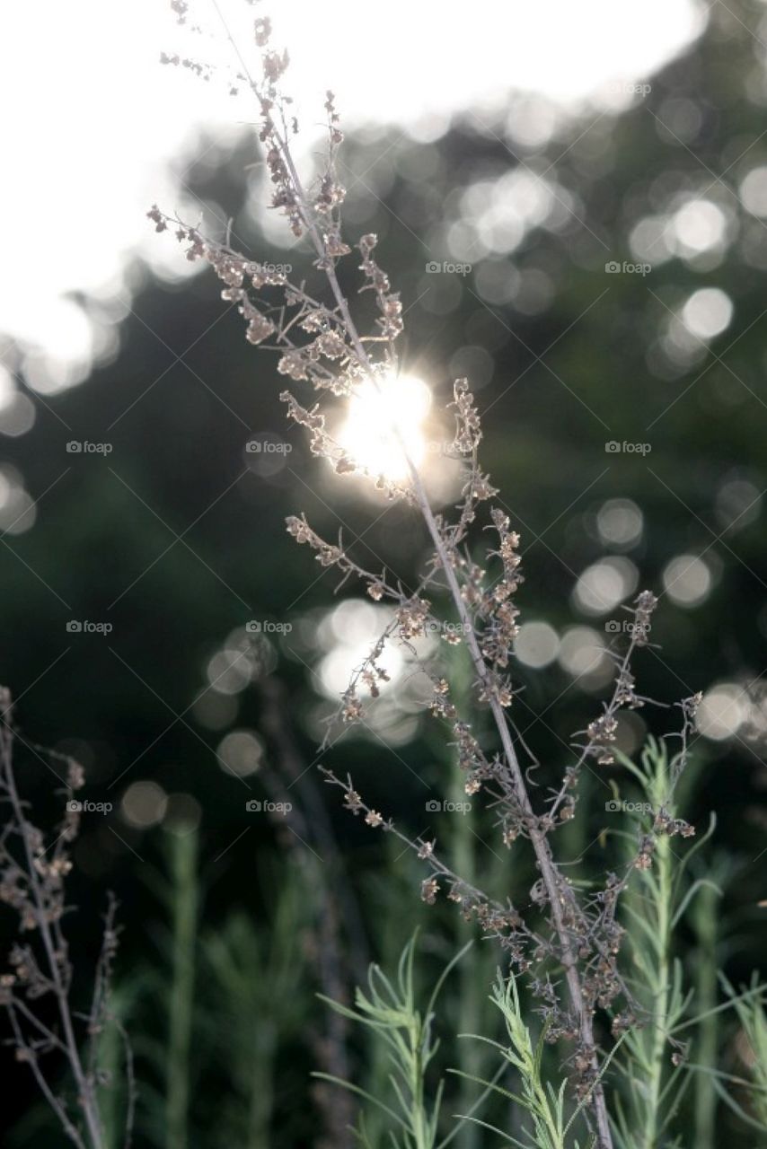 sunlight through the weeds