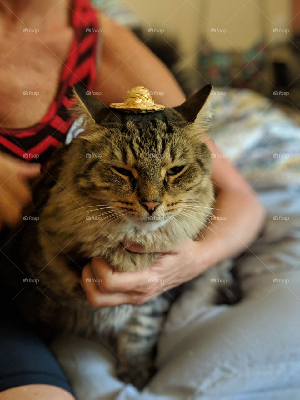 cat in a hat