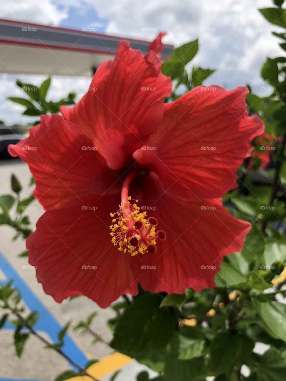 Hibiscus
