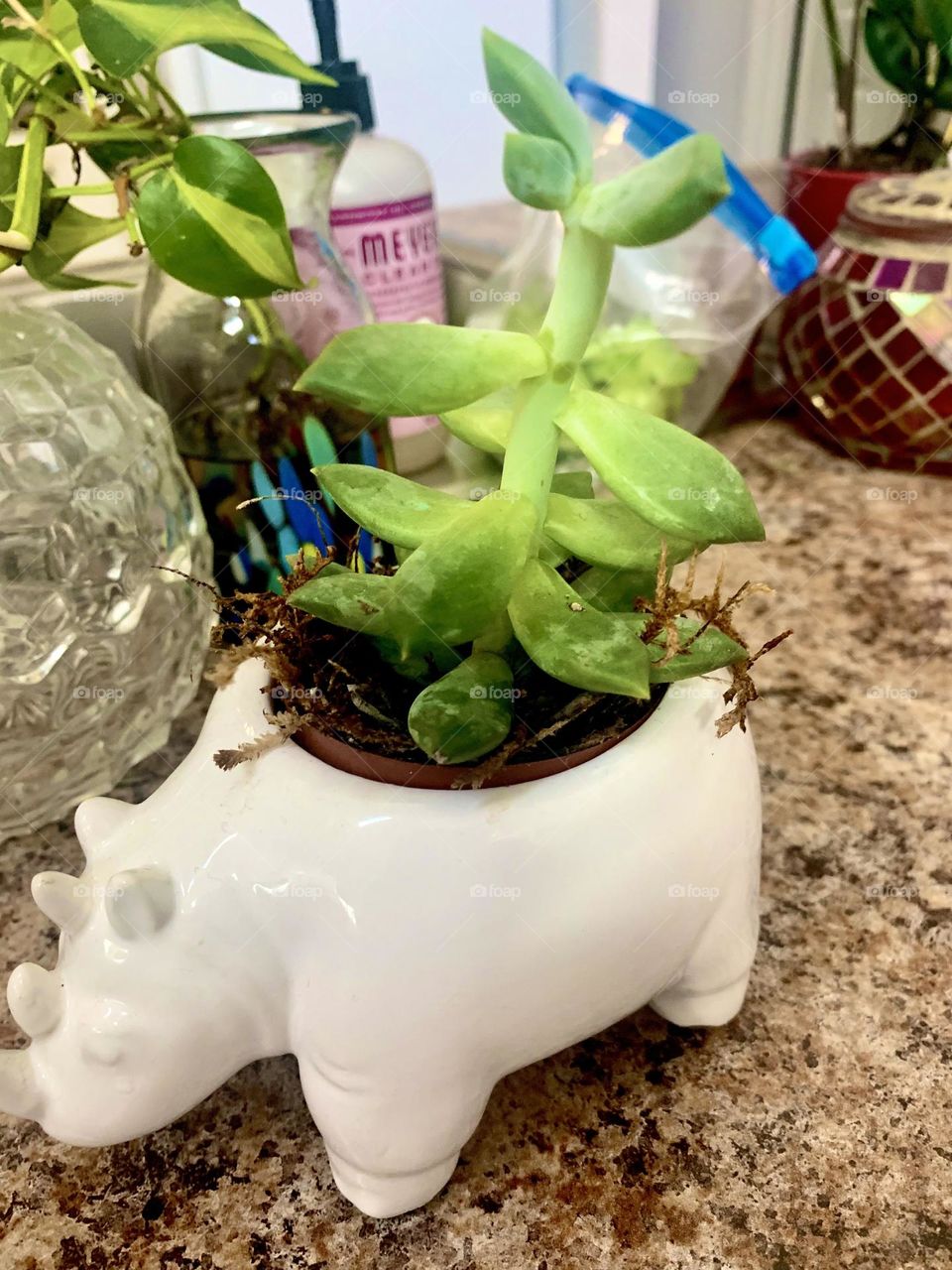 Succulent in a 🦏