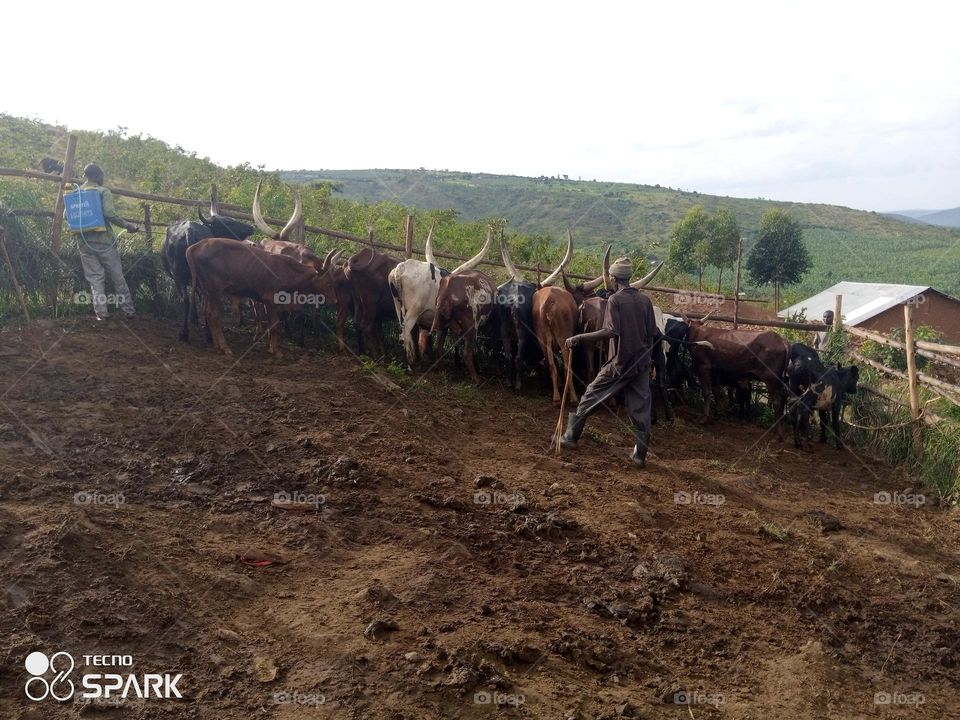 my indeginous cows in a krall in Isingiro Uganda Africa.