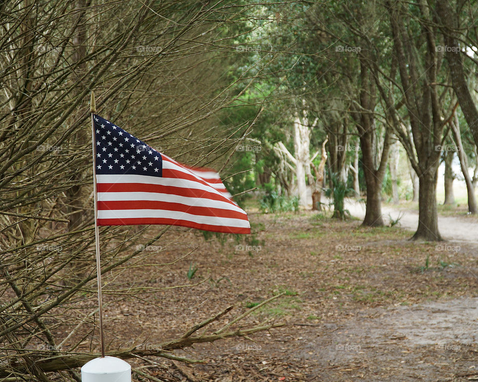 Flag in the forest