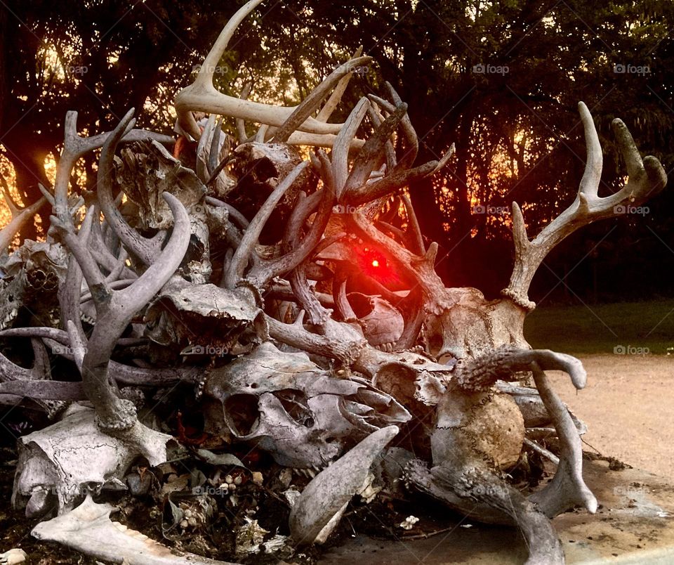 Deer skulls sunset 