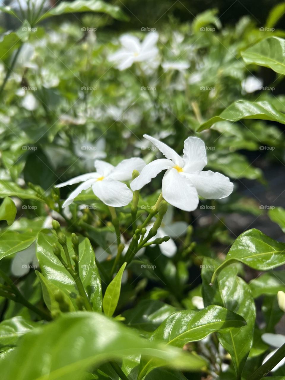 Beautiful Jasmine Flowers Soaking In The Sun