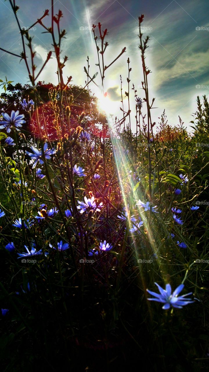 Sunshine Rays. I took this pic on July 11  5015 at 7;30am in New Jersey